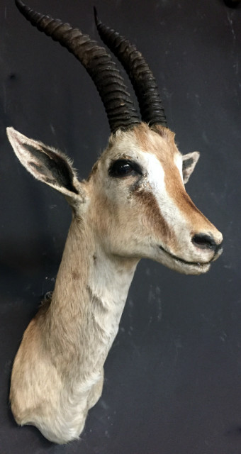Vintage stuffed head of a grand gazelle