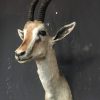 Vintage stuffed head of a grand gazelle