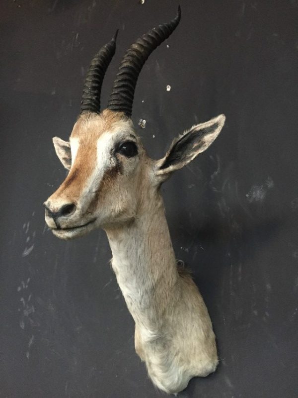 Vintage stuffed head of a grand gazelle