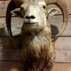 Vintage stuffed head of a mouflon ram