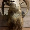 Vintage stuffed head of a mouflon ram