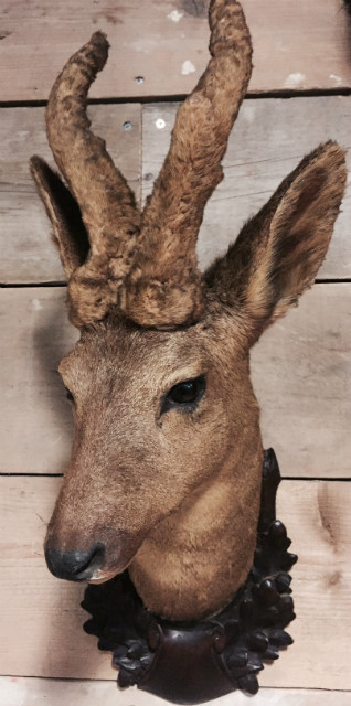 Vintage stuffed head of a Roe buck.