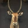 Vintage stuffed head of a waterbuck