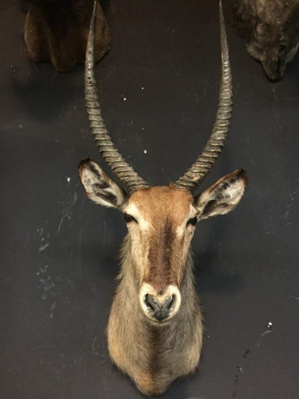 Vintage stuffed head of a waterbuck