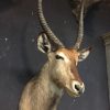 Vintage stuffed head of a waterbuck