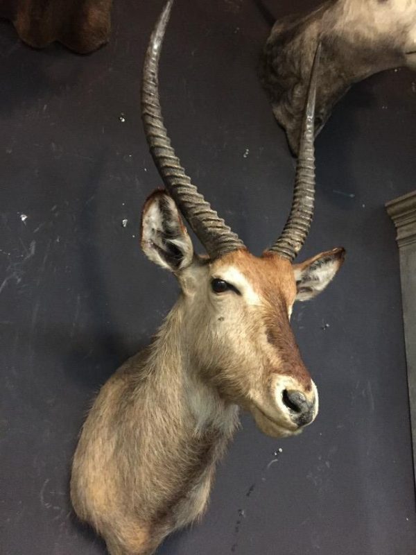 Vintage stuffed head of a waterbuck