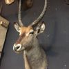 Vintage stuffed head of a waterbuck