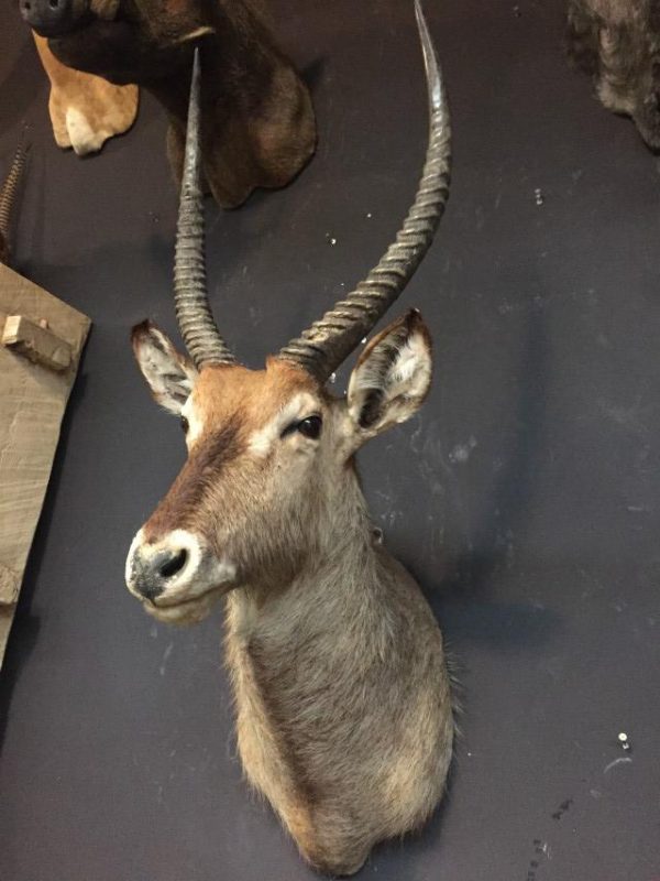 Vintage stuffed head of a waterbuck