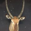 Vintage stuffed head of a waterbuck