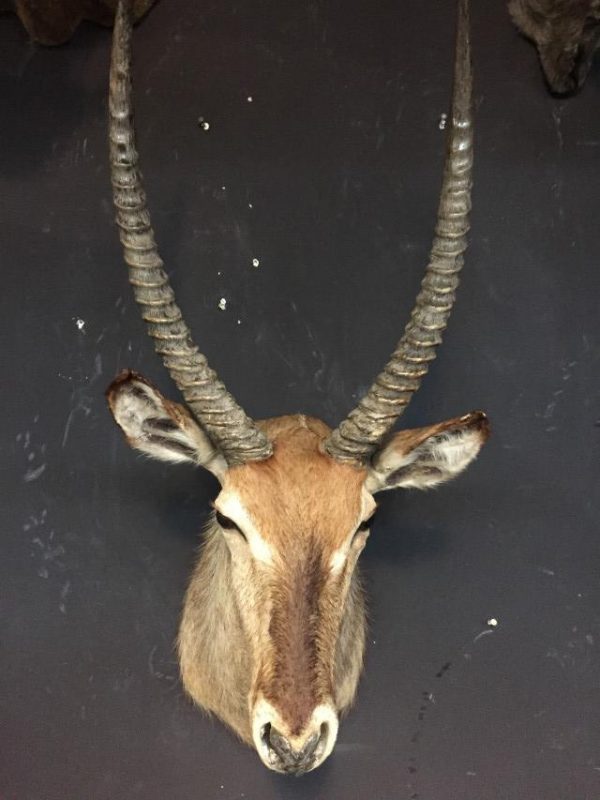 Vintage stuffed head of a waterbuck