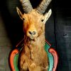 Vintage stuffed head of an alpine ibex.