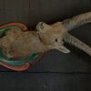 Vintage stuffed head of an alpine ibex.