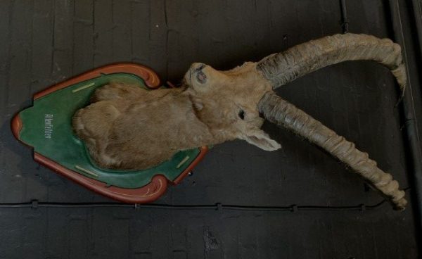 Vintage stuffed head of an alpine ibex.