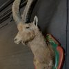 Vintage stuffed head of an alpine ibex.