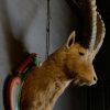 Vintage stuffed head of an alpine ibex.