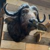 Vintage taxidermy head of a big Cape Buffalo.