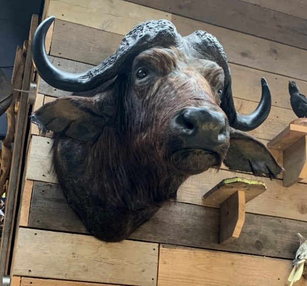 Vintage taxidermie kopf eines großen Kap-Büffels.