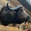 Vintage taxidermy head of a big Cape Buffalo.