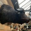 Vintage taxidermy head of a big Cape Buffalo.