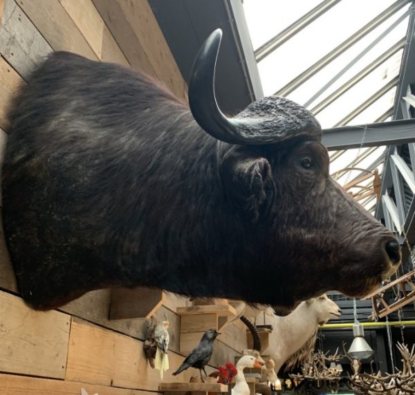 Vintage taxidermie kopf eines großen Kap-Büffels.