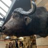 Vintage taxidermy head of a big Cape Buffalo.