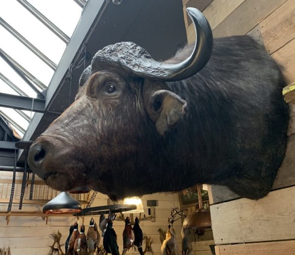 Vintage taxidermy head of a big Cape Buffalo.