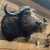 Vintage taxidermy head of a big Cape Buffalo.