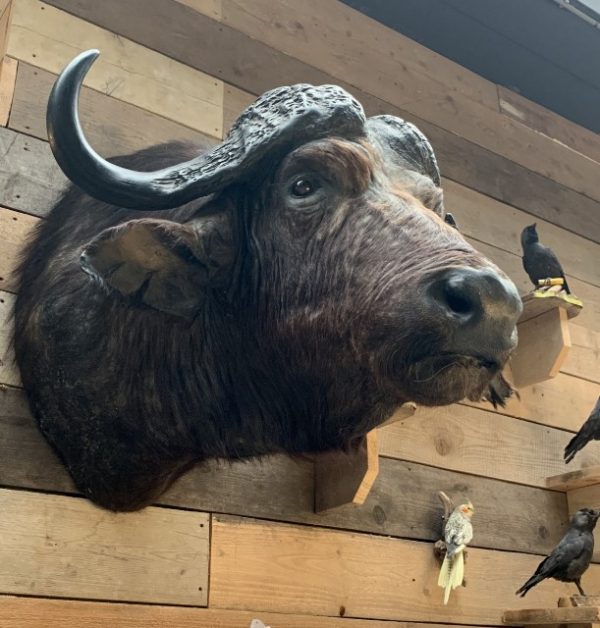 Vintage taxidermie kopf eines großen Kap-Büffels.