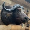 Vintage opgezette kop van een grote Kaapse Buffel.