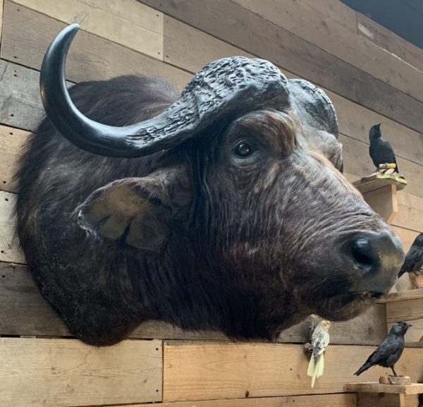 Vintage taxidermie kopf eines großen Kap-Büffels.