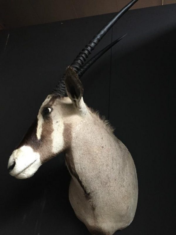 Vintage Trophäe Kopf eines Oryx.