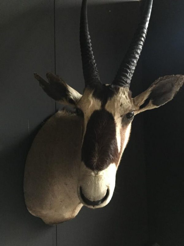 Vintage trophy head of an oryx