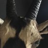 vintage trofee kop van een oryx