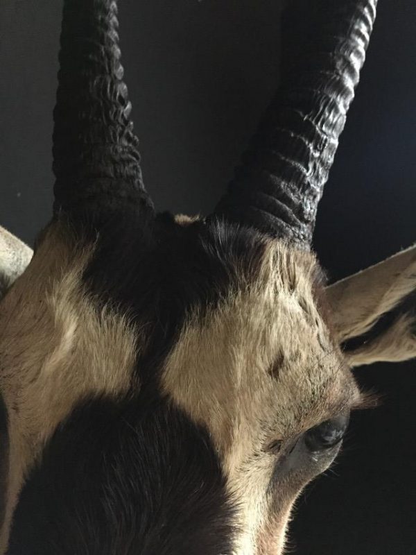 Vintage trophy head of an oryx