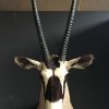 vintage trofee kop van een oryx