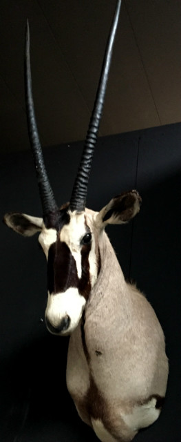Vintage-Trophäe Kopf eines Oryx