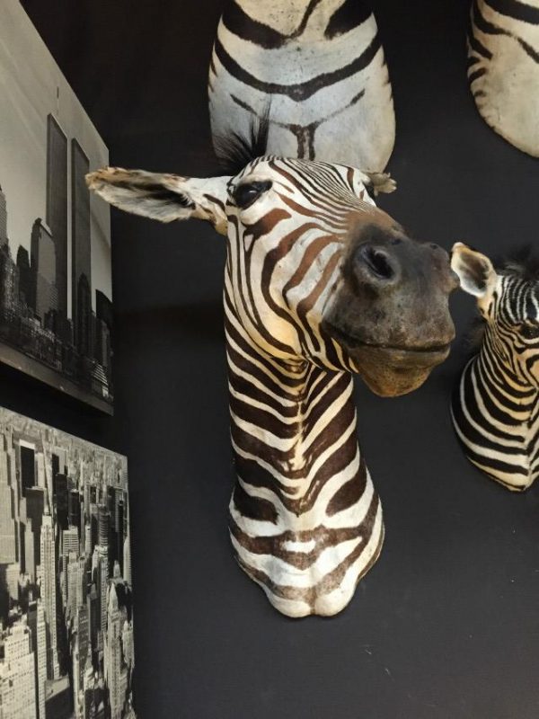Vintage zebra head. The zebra head is in good condition