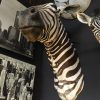 Vintage zebra head. The zebra head is in good condition