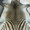 Vintage zebra hide