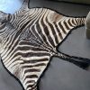 Vintage zebraskin with velvet layer