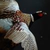 Stuffed flying pheasant