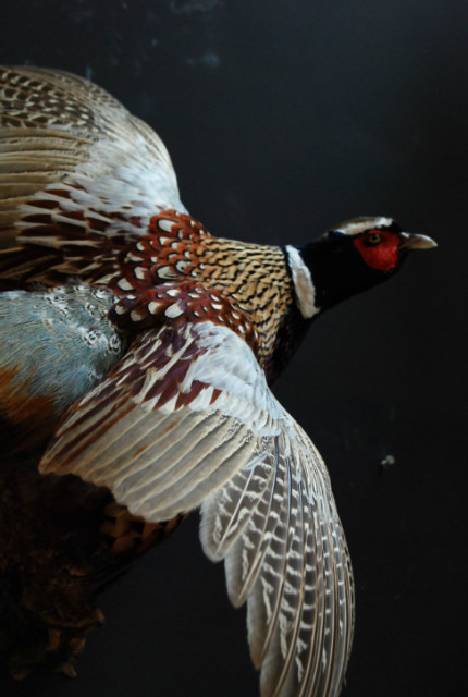 Stuffed flying pheasant