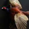 Mounted flying pheasant