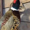 VO 104, Beautiful stuffed pheasant