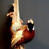 Beautiful taxidermy duck