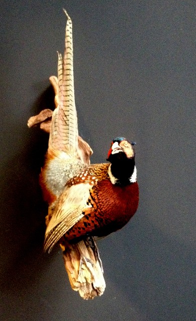 Stuffed pheasant