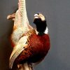 Stuffed pheasant