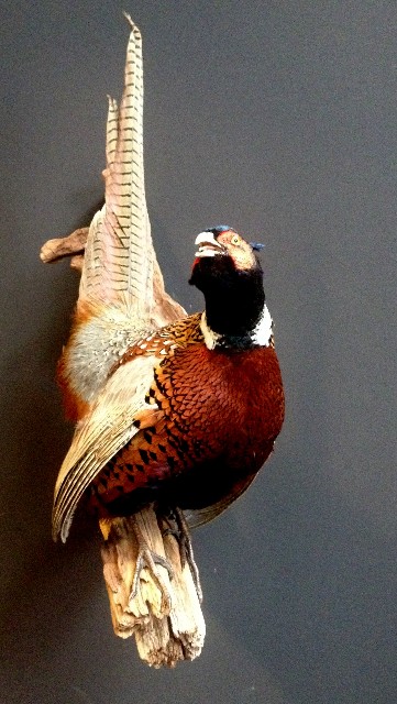 Stuffed pheasant