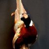 Stuffed pheasant