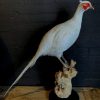 Recently taxidermy white pheasant.